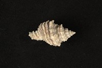 藏品(花籃骨螺)的圖片